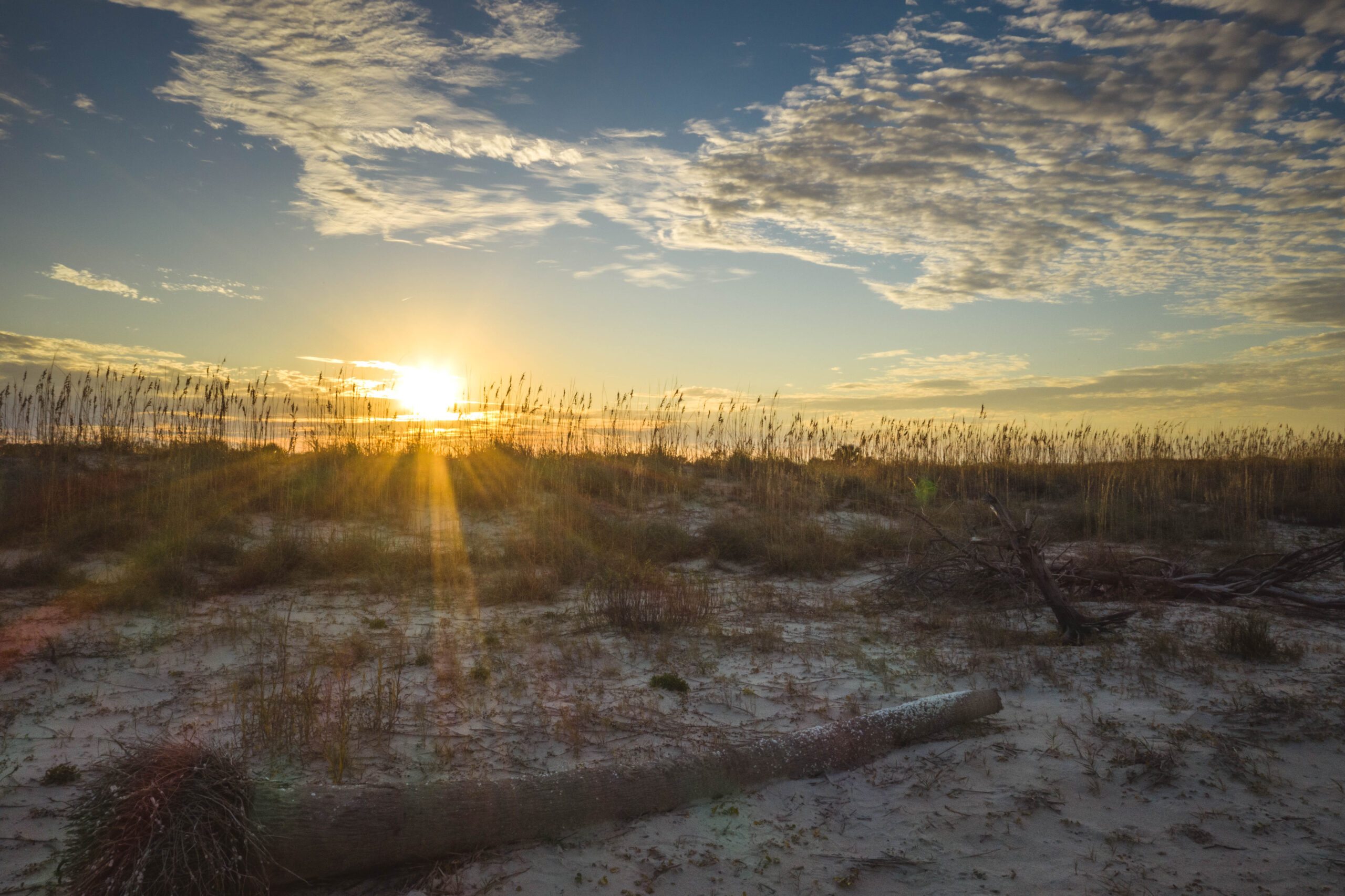 Sandy and grassy dunes at sunrise with the sun shining rays